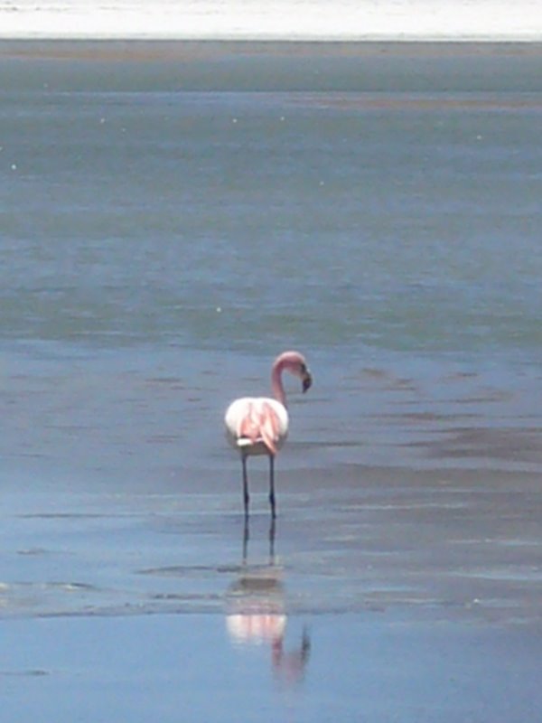 Travel - Bolivia - Salar De Uyuni - The Lakes